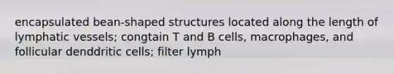 encapsulated bean-shaped structures located along the length of lymphatic vessels; congtain T and B cells, macrophages, and follicular denddritic cells; filter lymph