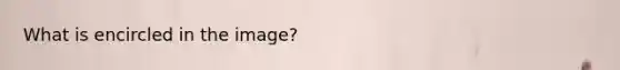 What is encircled in the image?