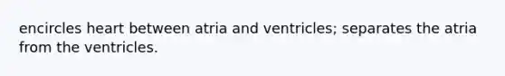 encircles heart between atria and ventricles; separates the atria from the ventricles.