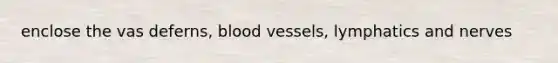 enclose the vas deferns, <a href='https://www.questionai.com/knowledge/kZJ3mNKN7P-blood-vessels' class='anchor-knowledge'>blood vessels</a>, lymphatics and nerves