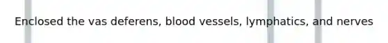 Enclosed the vas deferens, blood vessels, lymphatics, and nerves