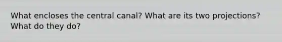 What encloses the central canal? What are its two projections? What do they do?