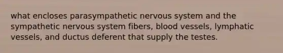 what encloses parasympathetic nervous system and the sympathetic nervous system fibers, blood vessels, lymphatic vessels, and ductus deferent that supply the testes.