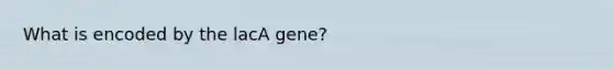 What is encoded by the lacA gene?