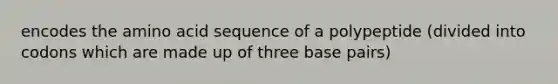 encodes the amino acid sequence of a polypeptide (divided into codons which are made up of three base pairs)