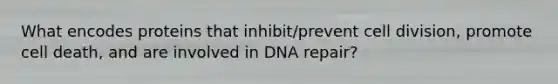 What encodes proteins that inhibit/prevent <a href='https://www.questionai.com/knowledge/kjHVAH8Me4-cell-division' class='anchor-knowledge'>cell division</a>, promote cell death, and are involved in <a href='https://www.questionai.com/knowledge/kdWJhII4NB-dna-repair' class='anchor-knowledge'>dna repair</a>?