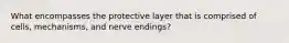 What encompasses the protective layer that is comprised of cells, mechanisms, and nerve endings?