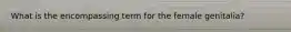 What is the encompassing term for the female genitalia?