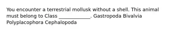 You encounter a terrestrial mollusk without a shell. This animal must belong to Class _____________. Gastropoda Bivalvia Polyplacophora Cephalopoda