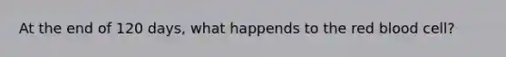 At the end of 120 days, what happends to the red blood cell?