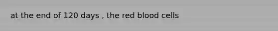 at the end of 120 days , the red blood cells