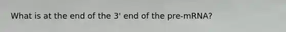 What is at the end of the 3' end of the pre-mRNA?