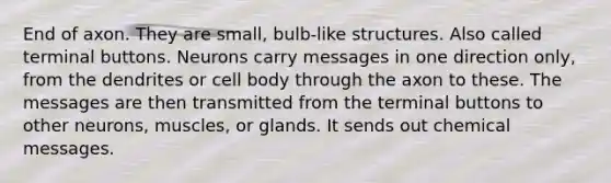 End of axon. They are small, bulb-like structures. Also called terminal buttons. Neurons carry messages in one direction only, from the dendrites or cell body through the axon to these. The messages are then transmitted from the terminal buttons to other neurons, muscles, or glands. It sends out chemical messages.