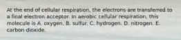 At the end of cellular respiration, the electrons are transferred to a final electron acceptor. In aerobic cellular respiration, this molecule is A. oxygen. B. sulfur. C. hydrogen. D. nitrogen. E. carbon dioxide.