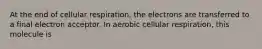 At the end of cellular respiration, the electrons are transferred to a final electron acceptor. In aerobic cellular respiration, this molecule is