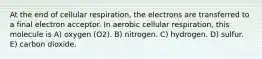 At the end of cellular respiration, the electrons are transferred to a final electron acceptor. In aerobic cellular respiration, this molecule is A) oxygen (O2). B) nitrogen. C) hydrogen. D) sulfur. E) carbon dioxide.