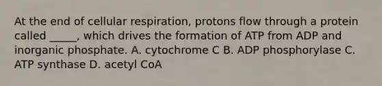 At the end of <a href='https://www.questionai.com/knowledge/k1IqNYBAJw-cellular-respiration' class='anchor-knowledge'>cellular respiration</a>, protons flow through a protein called _____, which drives the formation of ATP from ADP and inorganic phosphate. A. cytochrome C B. ADP phosphorylase C. ATP synthase D. acetyl CoA