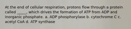 At the end of cellular respiration, protons flow through a protein called _____, which drives the formation of ATP from ADP and inorganic phosphate. a. ADP phosphorylase b. cytochrome C c. acetyl CoA d. ATP synthase