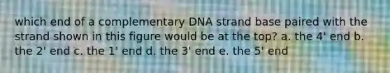 which end of a complementary DNA strand base paired with the strand shown in this figure would be at the top? a. the 4' end b. the 2' end c. the 1' end d. the 3' end e. the 5' end