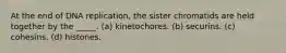 At the end of DNA replication, the sister chromatids are held together by the _____. (a) kinetochores. (b) securins. (c) cohesins. (d) histones.