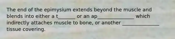 The end of the epimysium extends beyond the muscle and blends into either a t_______ or an ap_______________ which indirectly attaches muscle to bone, or another _______________ tissue covering.