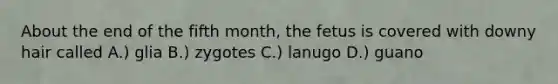 About the end of the fifth month, the fetus is covered with downy hair called A.) glia B.) zygotes C.) lanugo D.) guano