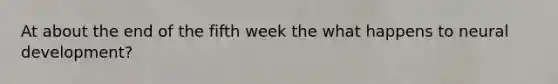 At about the end of the fifth week the what happens to neural development?