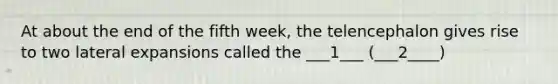 At about the end of the fifth week, the telencephalon gives rise to two lateral expansions called the ___1___ (___2____)