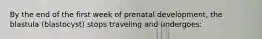 By the end of the first week of prenatal development, the blastula (blastocyst) stops traveling and undergoes: