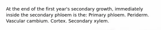 At the end of the first year's secondary growth, immediately inside the secondary phloem is the: Primary phloem. Periderm. Vascular cambium. Cortex. Secondary xylem.