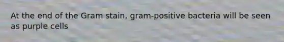 At the end of the Gram stain, gram-positive bacteria will be seen as purple cells