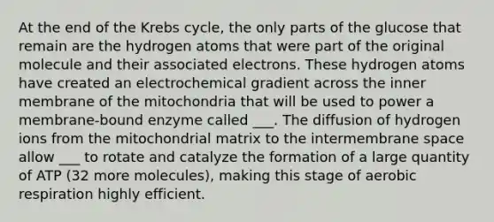 At the end of the Krebs cycle, the only parts of the glucose that remain are the hydrogen atoms that were part of the original molecule and their associated electrons. These hydrogen atoms have created an electrochemical gradient across the inner membrane of the mitochondria that will be used to power a membrane-bound enzyme called ___. The diffusion of hydrogen ions from the mitochondrial matrix to the intermembrane space allow ___ to rotate and catalyze the formation of a large quantity of ATP (32 more molecules), making this stage of aerobic respiration highly efficient.