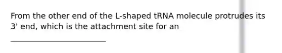 From the other end of the L-shaped tRNA molecule protrudes its 3' end, which is the attachment site for an ________________________