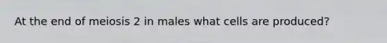 At the end of meiosis 2 in males what cells are produced?