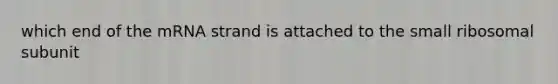 which end of the mRNA strand is attached to the small ribosomal subunit