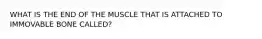 WHAT IS THE END OF THE MUSCLE THAT IS ATTACHED TO IMMOVABLE BONE CALLED?