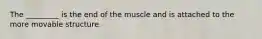 The _________ is the end of the muscle and is attached to the more movable structure.