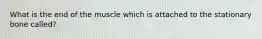 What is the end of the muscle which is attached to the stationary bone called?