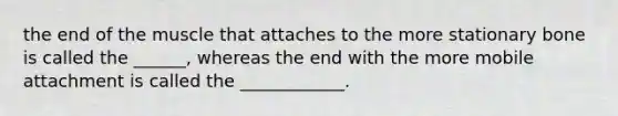 the end of the muscle that attaches to the more stationary bone is called the ______, whereas the end with the more mobile attachment is called the ____________.