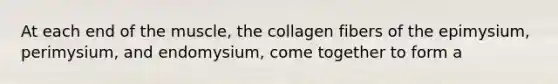 At each end of the muscle, the collagen fibers of the epimysium, perimysium, and endomysium, come together to form a