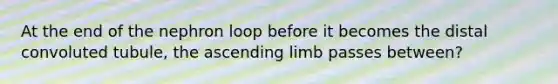 At the end of the nephron loop before it becomes the distal convoluted tubule, the ascending limb passes between?