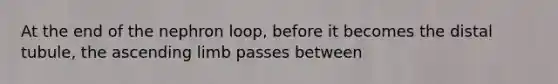 At the end of the nephron loop, before it becomes the distal tubule, the ascending limb passes between