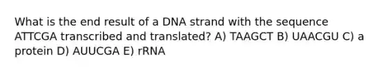 What is the end result of a DNA strand with the sequence ATTCGA transcribed and translated? A) TAAGCT B) UAACGU C) a protein D) AUUCGA E) rRNA