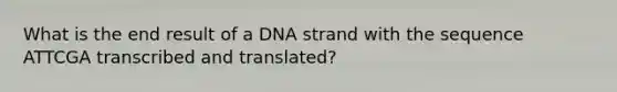 What is the end result of a DNA strand with the sequence ATTCGA transcribed and translated?