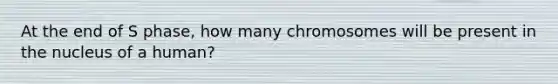 At the end of S phase, how many chromosomes will be present in the nucleus of a human?