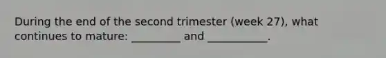 During the end of the second trimester (week 27), what continues to mature: _________ and ___________.