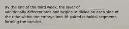 By the end of the third week, the layer of _____________ additionally differentiates and begins to divide on each side of the tube within the embryo into 38 paired cuboidal segments, forming the somites.