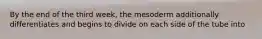 By the end of the third week, the mesoderm additionally differentiates and begins to divide on each side of the tube into