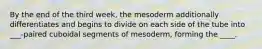 By the end of the third week, the mesoderm additionally differentiates and begins to divide on each side of the tube into ___-paired cuboidal segments of mesoderm, forming the ____.