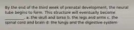 By the end of the third week of prenatal development, the neural tube begins to form. This structure will eventually become __________. a. the skull and torso b. the legs and arms c. the spinal cord and brain d. the lungs and the digestive system